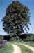 alter_Lindenbaum